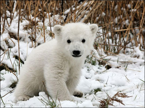 Knut the cute baby polar bear