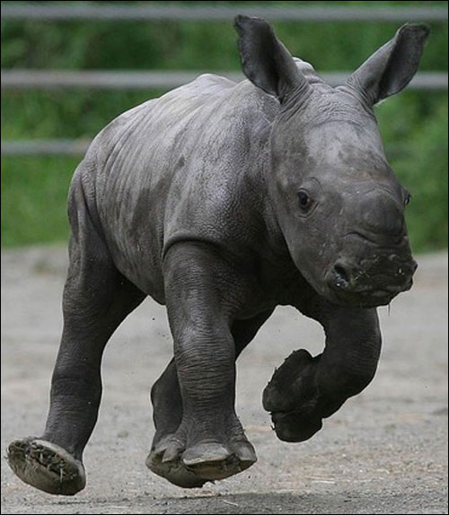 Rhinoooo!!!! *.*