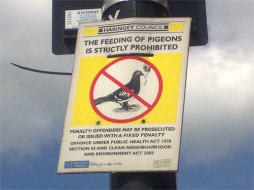 Don't feed the pigeons