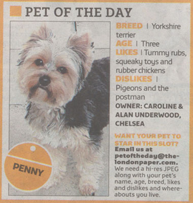 The London Paper pet of the day article