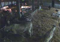 A screengrab from the BBC's Donkey Watch Webcam