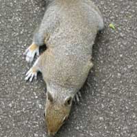A squirrel in West Brompton cemetery