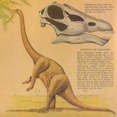 Diagram of Diplodocus in my dinosaur book