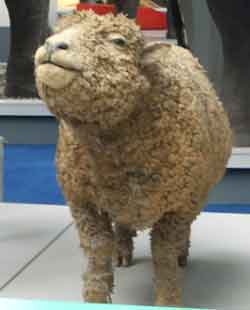 A silly looking stuffed sheep