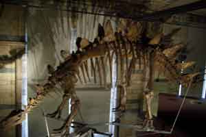 A dinosaur skeleton at the Natural History Museum