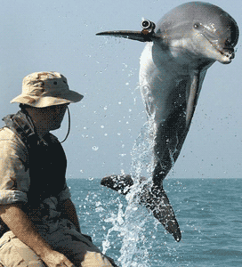 a picture of a trained military dolphin and 'handler' from the gulf, 2003
