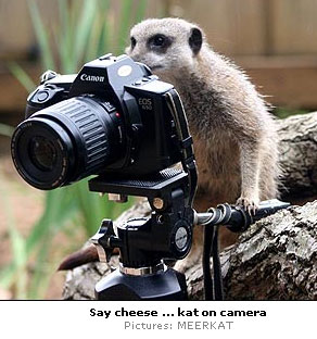 Camera meerkat on The Sun's site