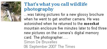 Meerkats in The Times