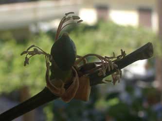 Lemon buds