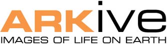 ARKive logo