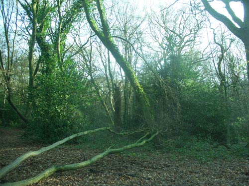 Highgate Wood