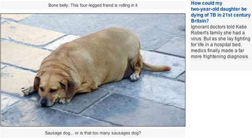 Stolen fat dog in the Daily Mail