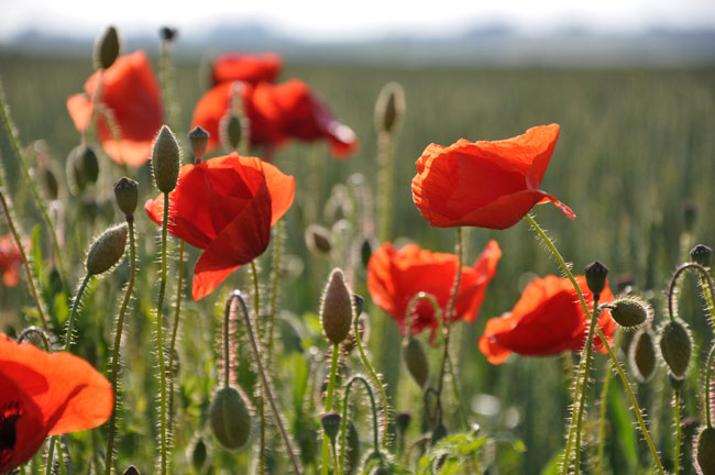 Poppies by Cwasteson from Flickr