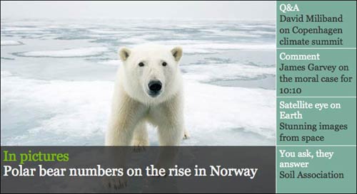 A captivating polar bear on the Guardian Environment front