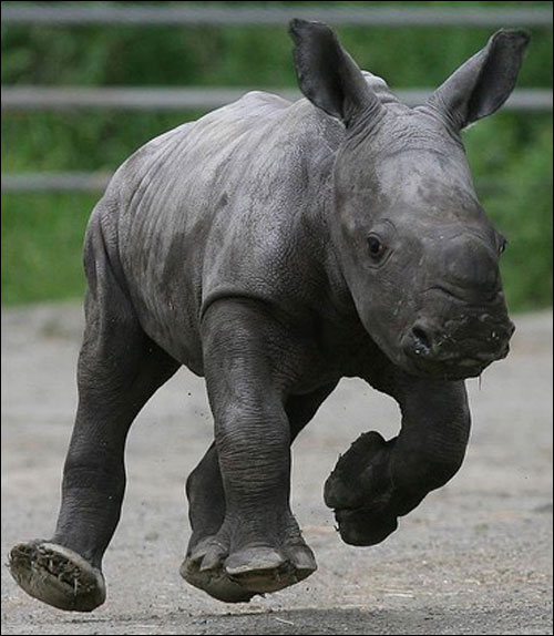 Graceless Rhino