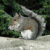 A squirrel in West Brompton cemetery