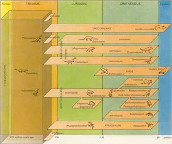 Diagram in my dinosaur book