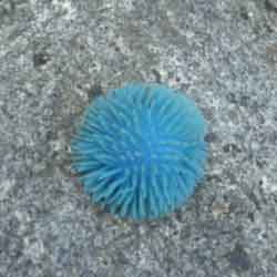 A plastic sea anemone