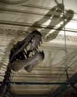 A dinosaur skeleton at the Natural History Museum