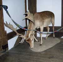 A Hunting Trophey in the Hunting Lodge