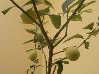 Lemons on our tree