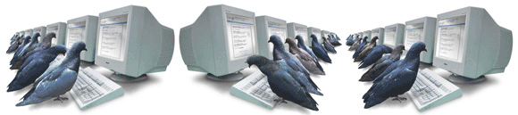 Pigeons hard at work ranking websites