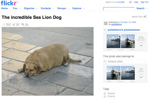 Fat Dog on Flickr